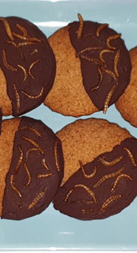 Sablés au chocolat aux ténébrions de Cap Sciences