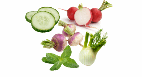Carpaccio de légumes à la menthe
