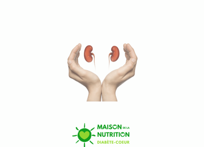 Le rein, un organe vital à connaître et à protéger